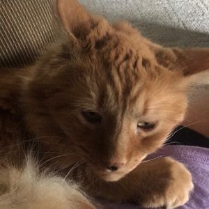 Meet your Posher, Robin